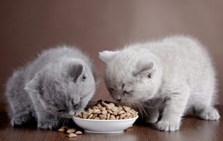 A Complete Guide to Kitten Food