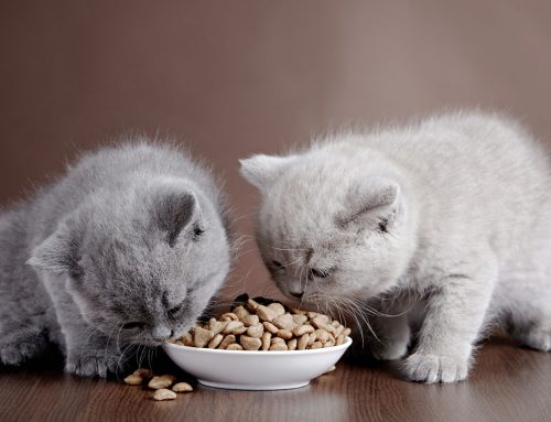 Best Kitten Food in 2020
