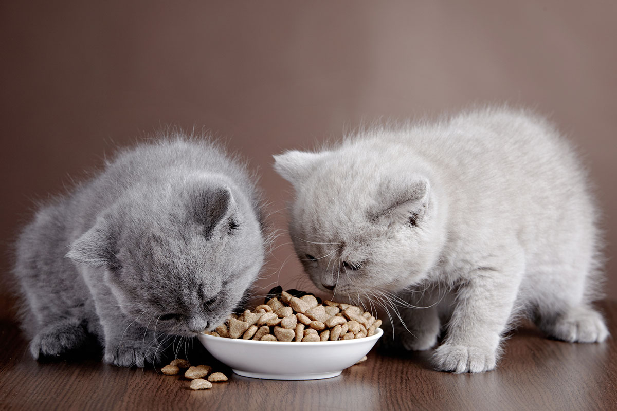 A Complete Guide to Kitten Food