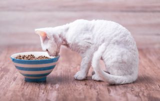 Cat Food for Weight Gain - The Complete Guide