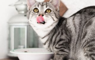 How Long Should I Feed My Cat Kitten Food?