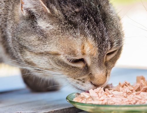How Much Wet Food Should You Feed Your Cat?