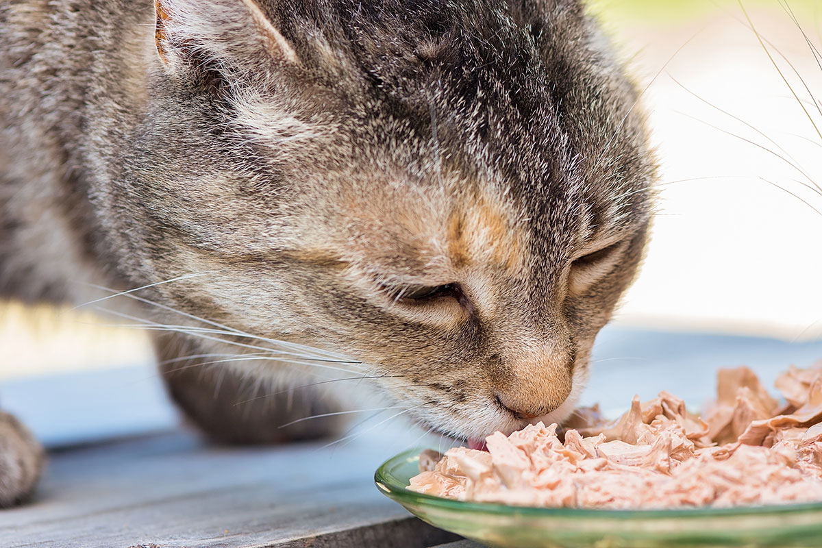 How Much Wet Food Should You Feed Your Cat?