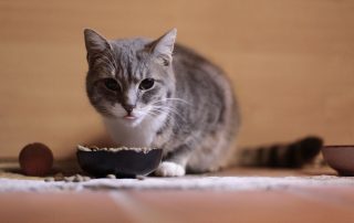How Much and How Often Should You Feed Your Cat?
