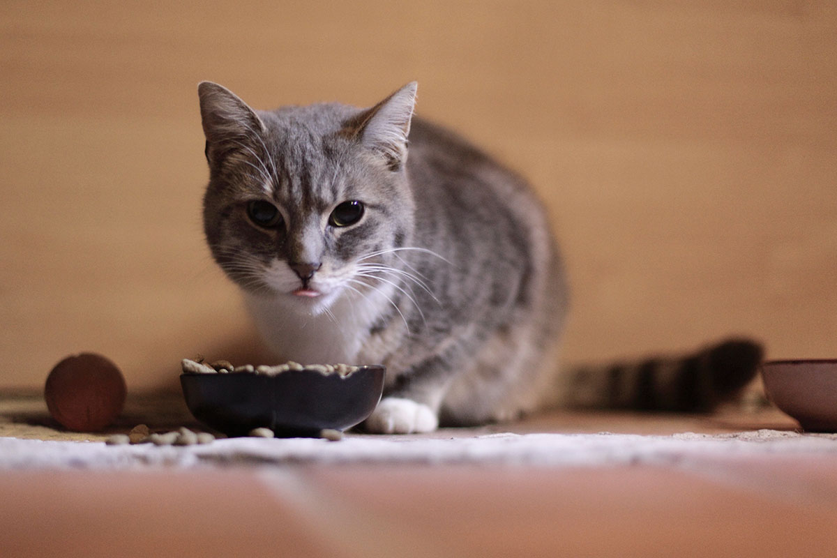 How Much and How Often Should You Feed Your Cat?