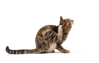 How To Tell If Your Cat Has Fleas