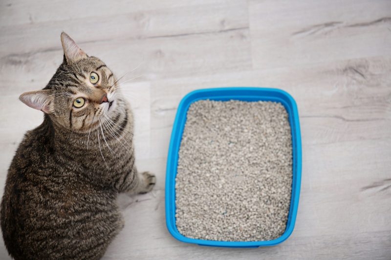 Cat Litter & Litter Box Resources