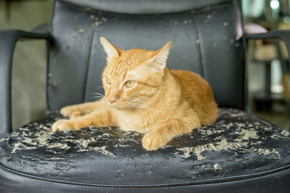 How to Keep Cats from Scratching Furniture