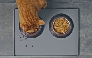 Should I feed my cat wet or dry food? 