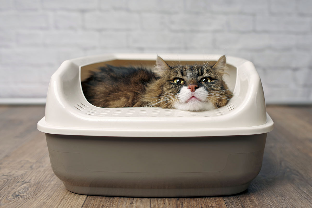 Why Do Cats Use Litter Boxes?