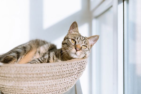 How Do Indoor Cats Get Fleas?