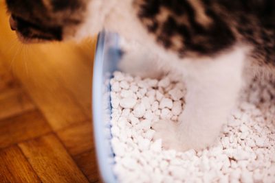 Why Do Cats Use Litter Boxes?