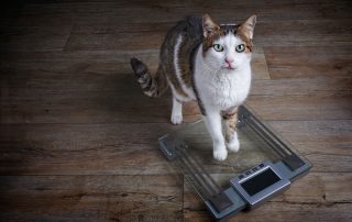 How Much Should Your Cat Weigh?