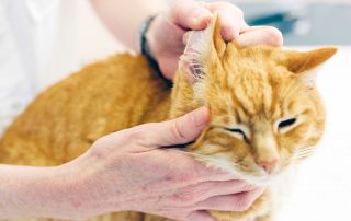 How Do Cats Get Ear Mites?