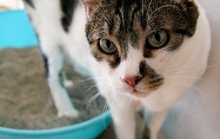 How Deep Should Cat Litter Be?