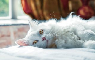 Vomiting In Cats and When to Worry