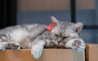 Why Do Cats Sleep so Much?