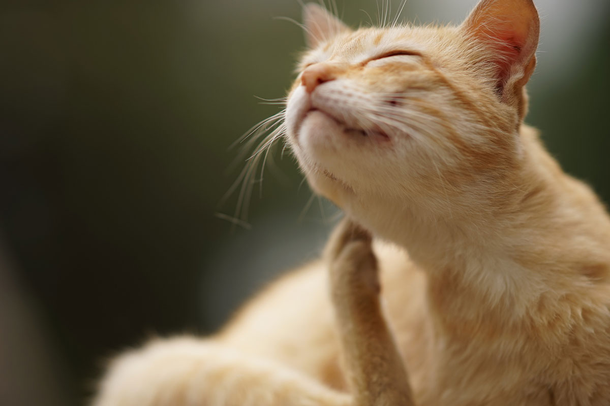 How to Get Rid of Fleas on Cats